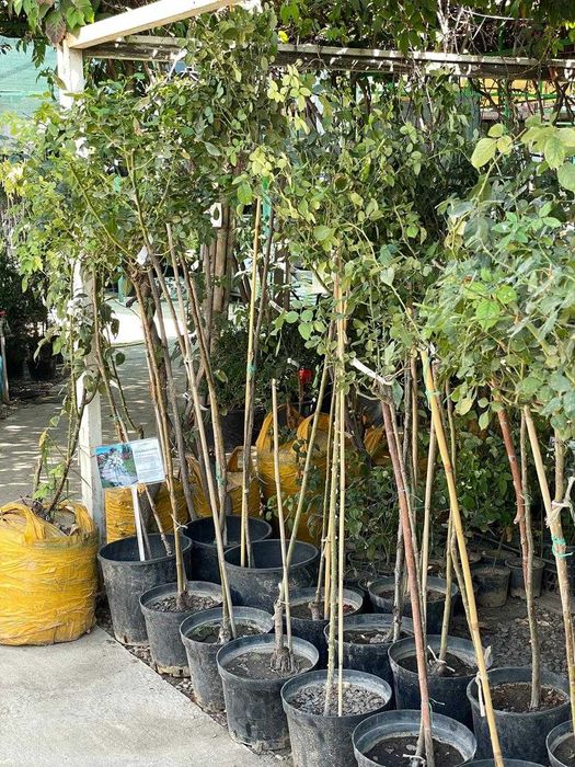 Жемыс агаштары сатылады