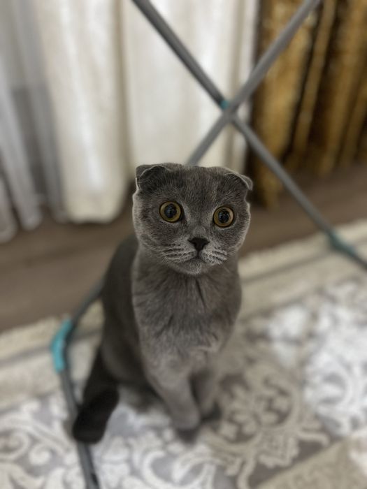 Вислоухий британский