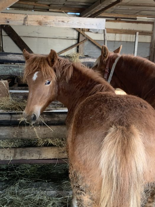 Mânză si armasar de vanzare