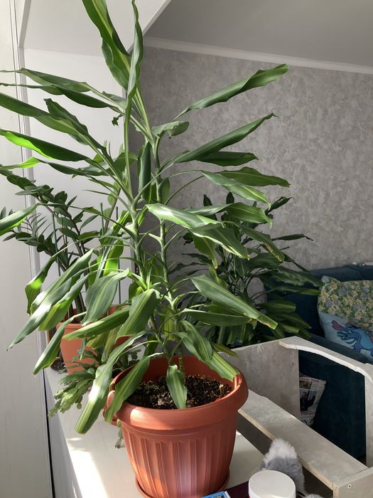 Продаются два больших цветка в офис, домой.