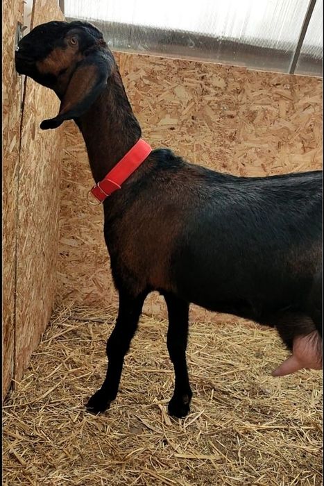 Козлик биталонуб