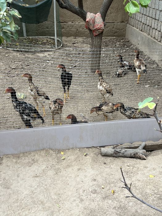5oyli joja tovula sifati zor ozim ocirib boqqanman sotiladi xammasi