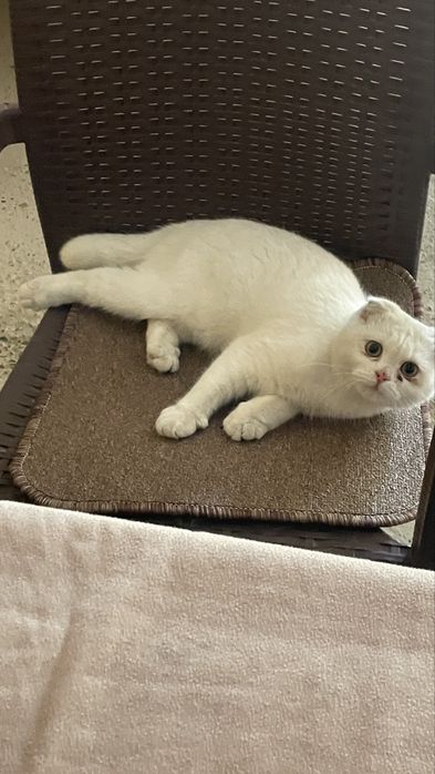 Sotiladi qiz bola 8oylik