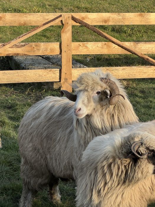 Berbec Bal disponibil