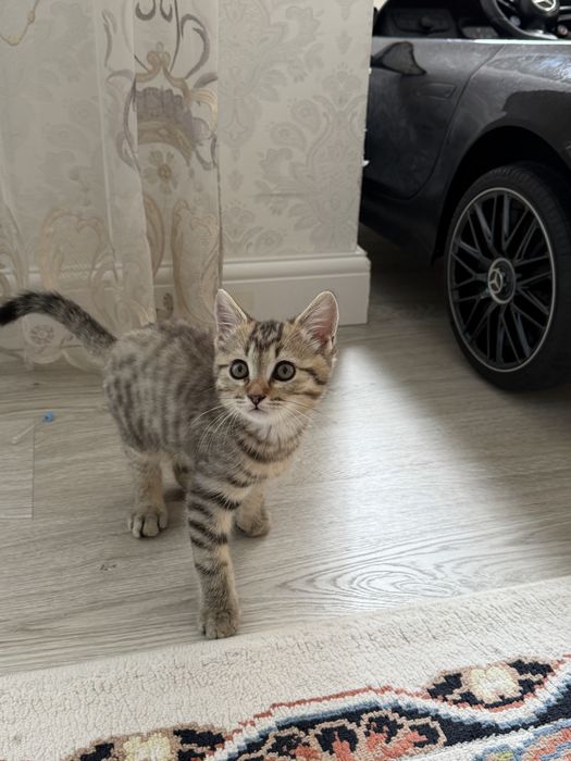 тегін беремін 3 айлық еркек мысық