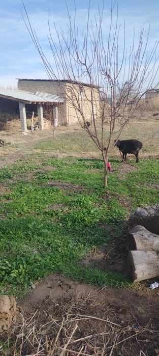 Uy sotiladi Jumada joylashgan