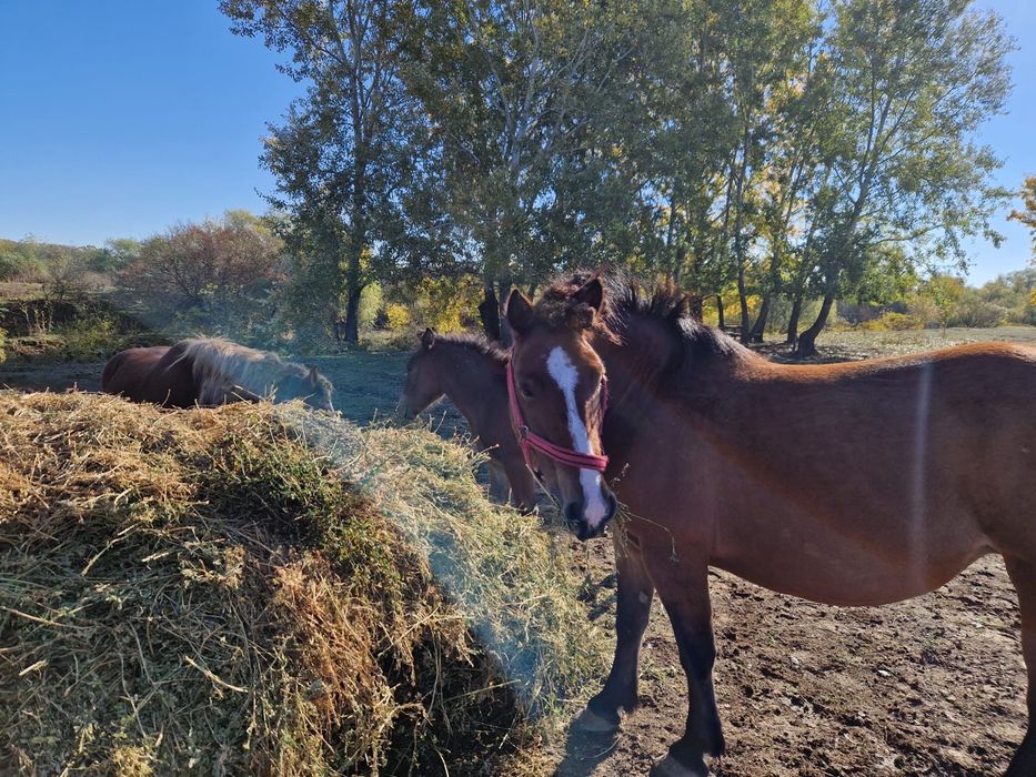 Vand Iapa de 8 ani si manza de 5 luni