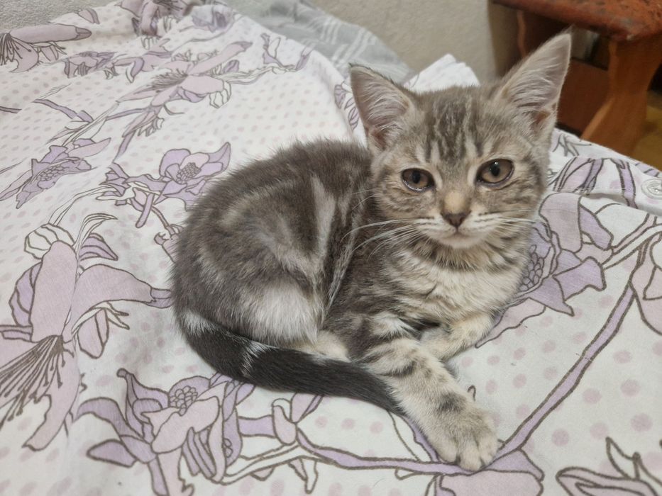 Отдам котят британцев