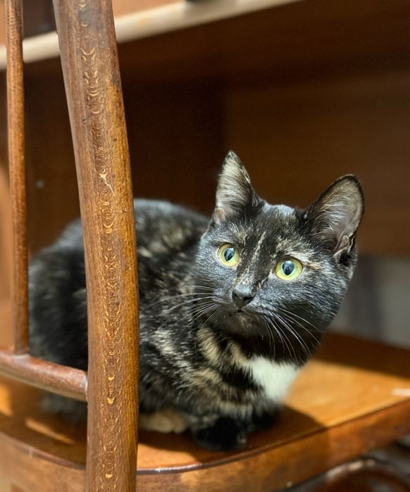 Отдам кошку 7 м