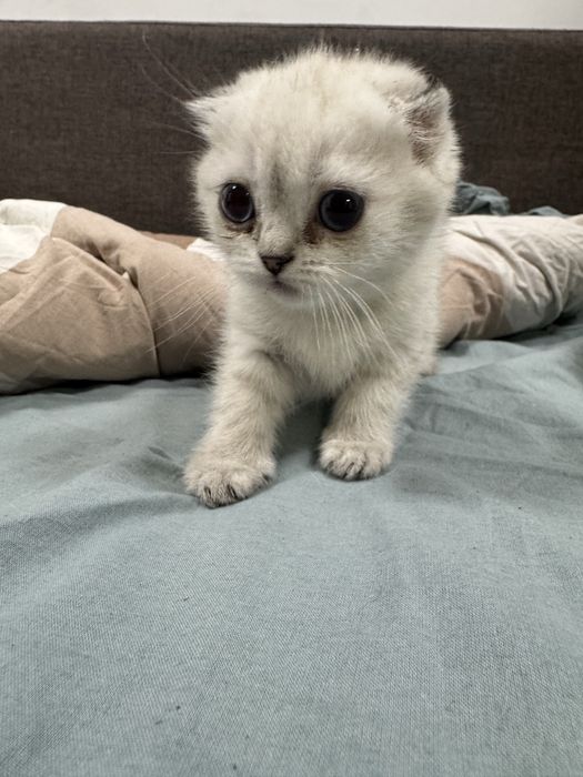 Котята шотландские