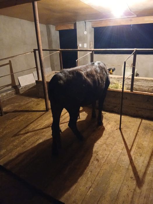 Байлау тана сатылады.