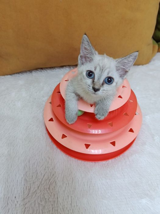 Очаровательные котята!
