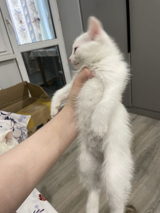 Отдам котенка в добрые руки