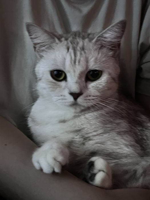 Продам белую британскую кошечку