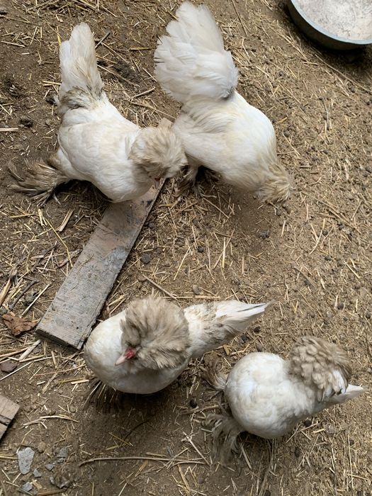 Yaponka tuxumi sotiladi !!!