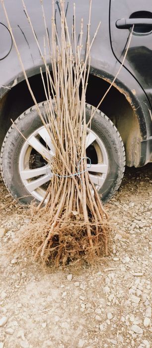 Puieți salcâm frasin fag carpen ulm plop mesteacăn brad molid Tei arin