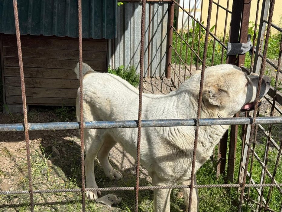 Продам собаку алабай