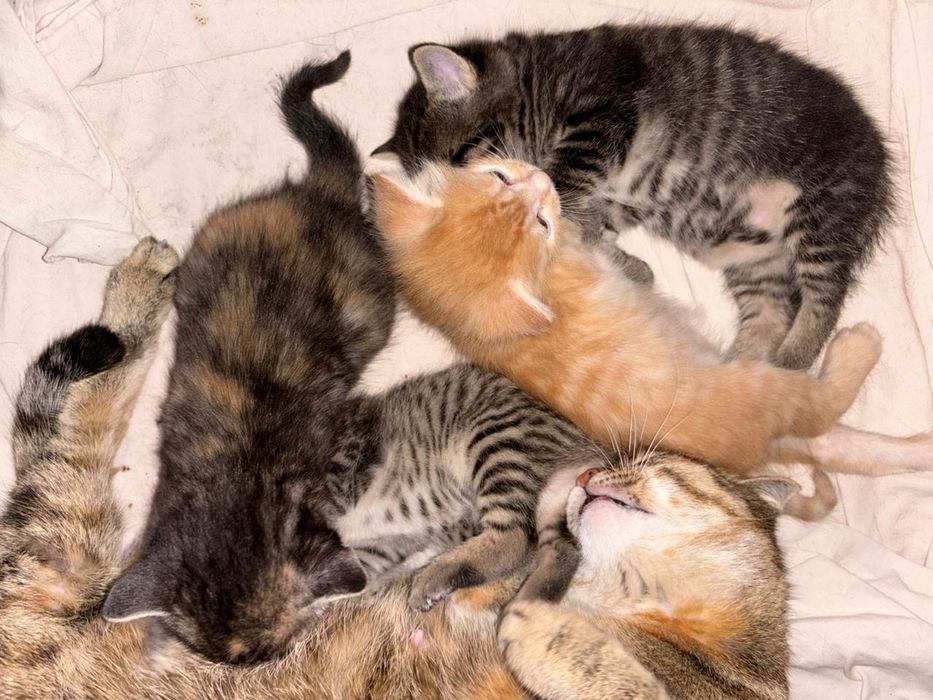 Отдам котят в добрые руки