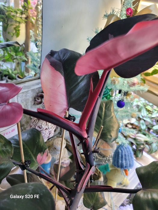 Филодендрон Pink Prinсesss