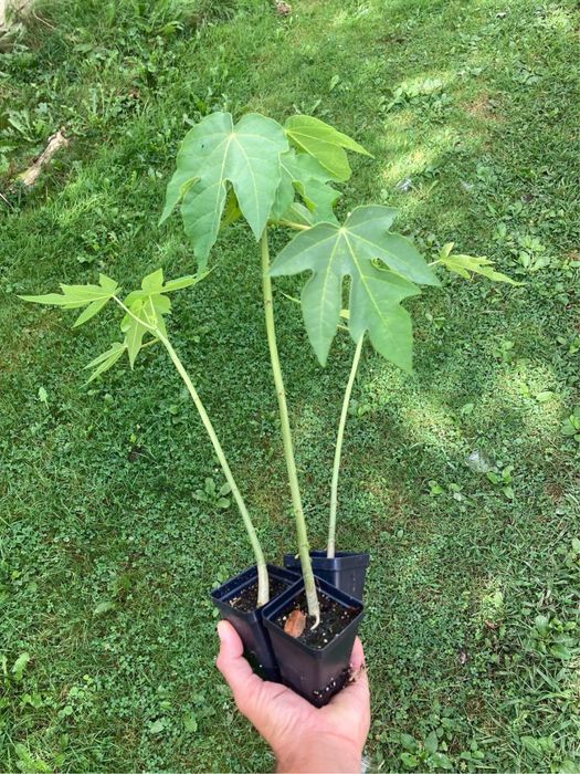 Papaya la ghiveci