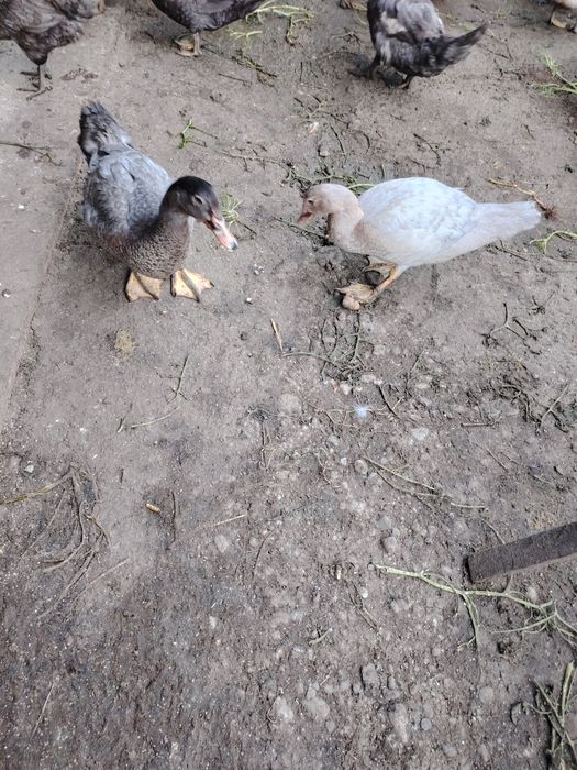 Boboci rata muta leseasca. Rate rățoi rățuște