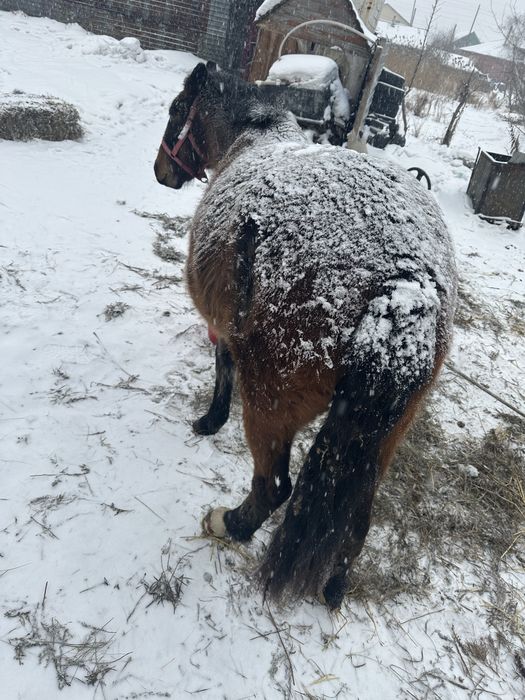 Продам байтал с откорма