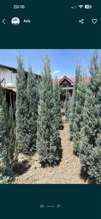 Aksiya Arizoniski kiparis sotiladi boyi 2m 100$, 2.5m 140$,3m 190$