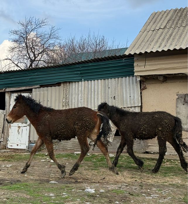 Тайлар сатылады жнмде тұрған
