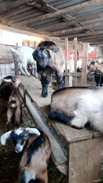 Iezi de vanzare pentru toate buzunarele