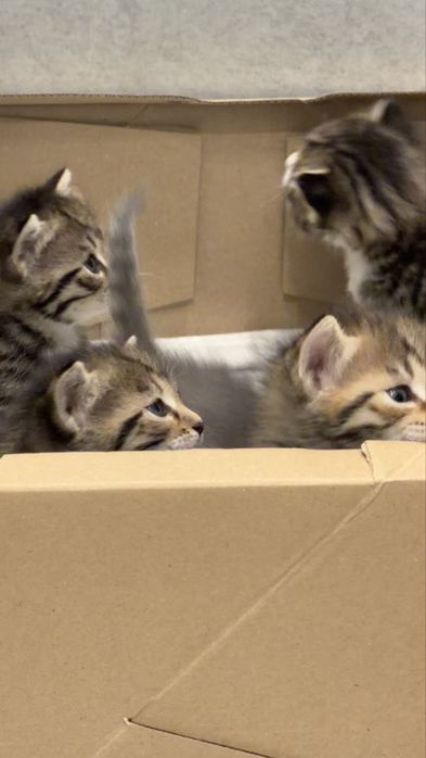 Котята! Срочно раздаем