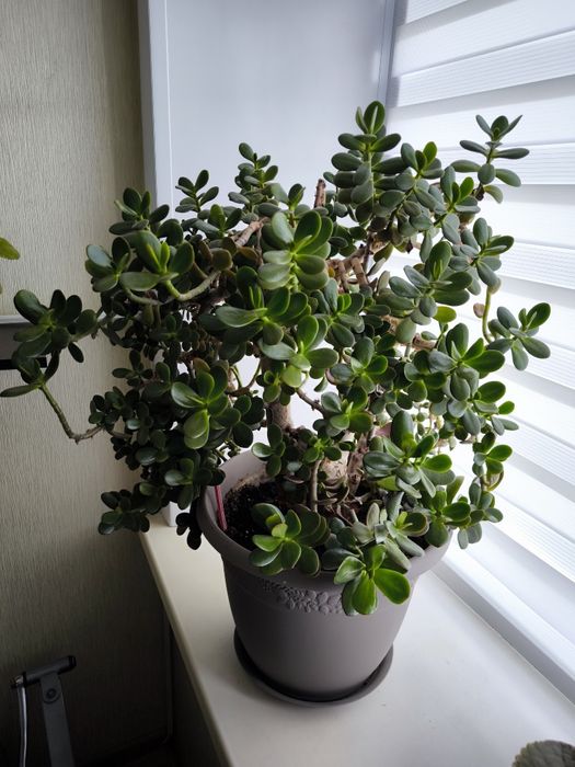 Денежное дерево крассула (толстянка)