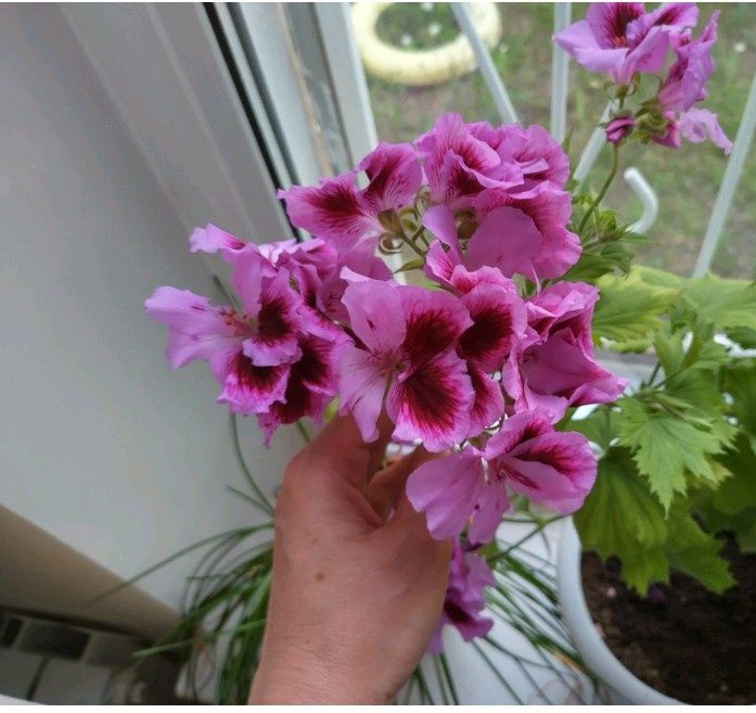 Пеларгония. Герань