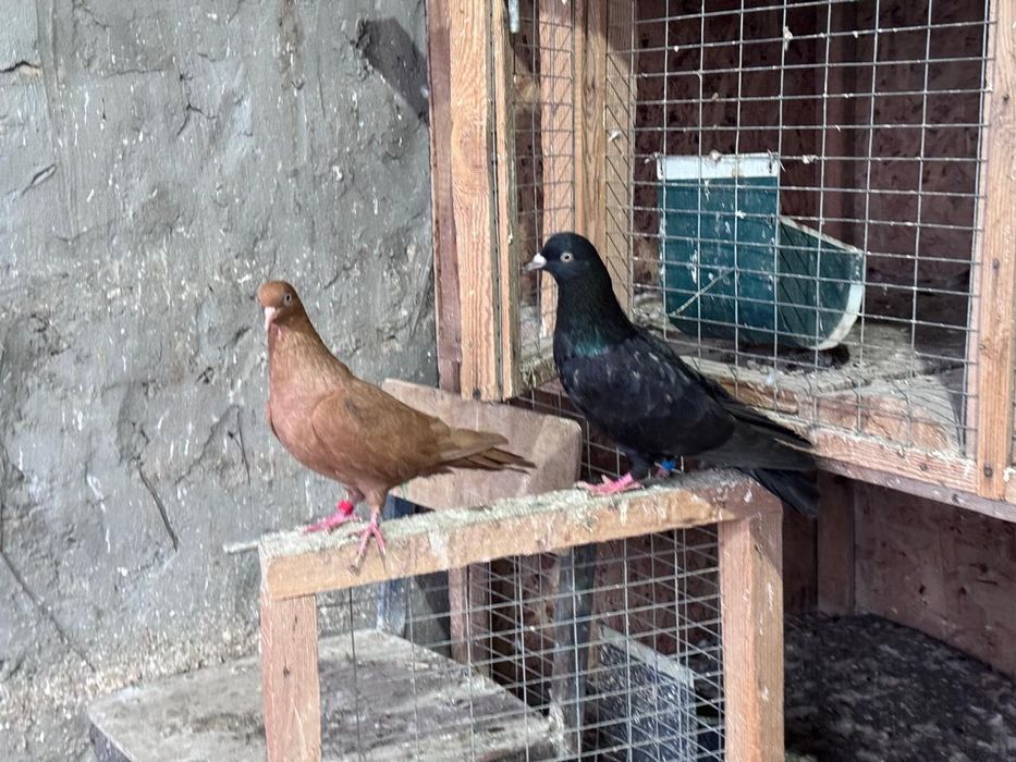 Голуби.Иранцы.пара