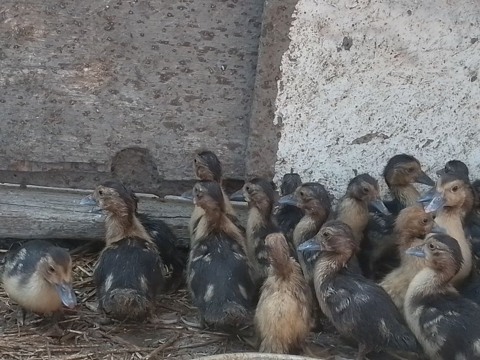 Oʻrdak (Indoutka) zotli . Zoʻr ves beradigan zotli turi .