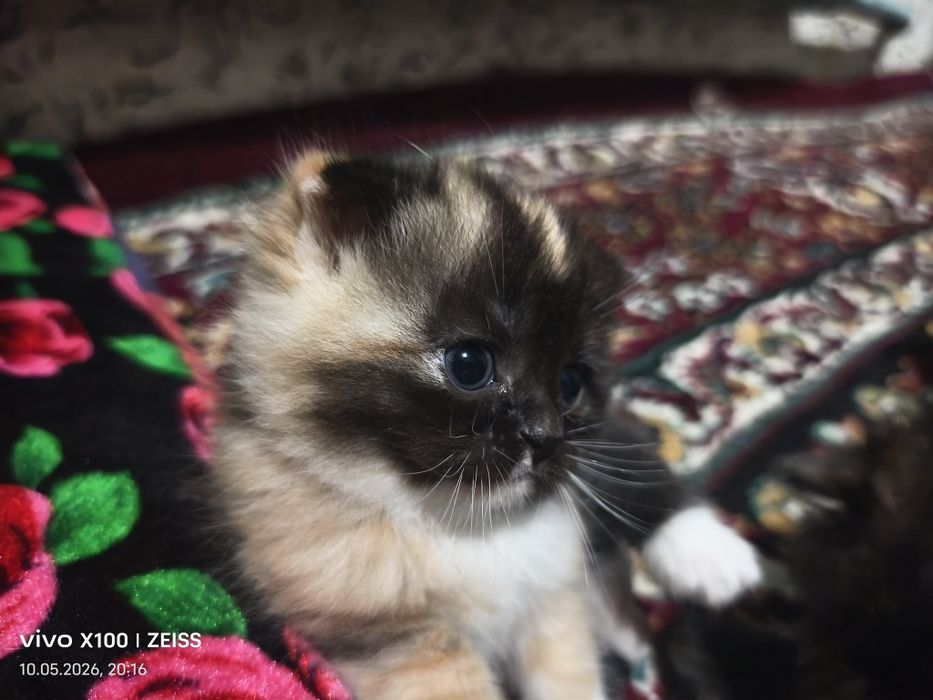 Шотландская вислоухая кошка