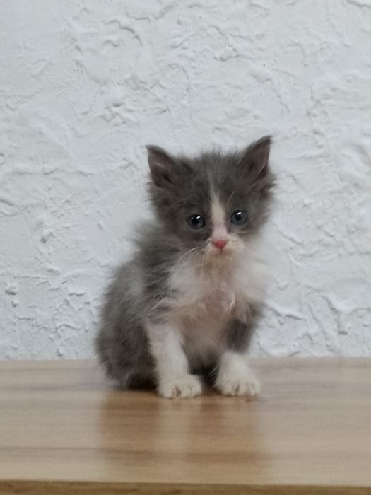 Котенок в добрые руки