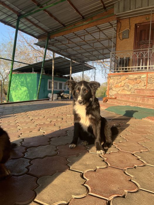 Отдам собак в хорошие руки