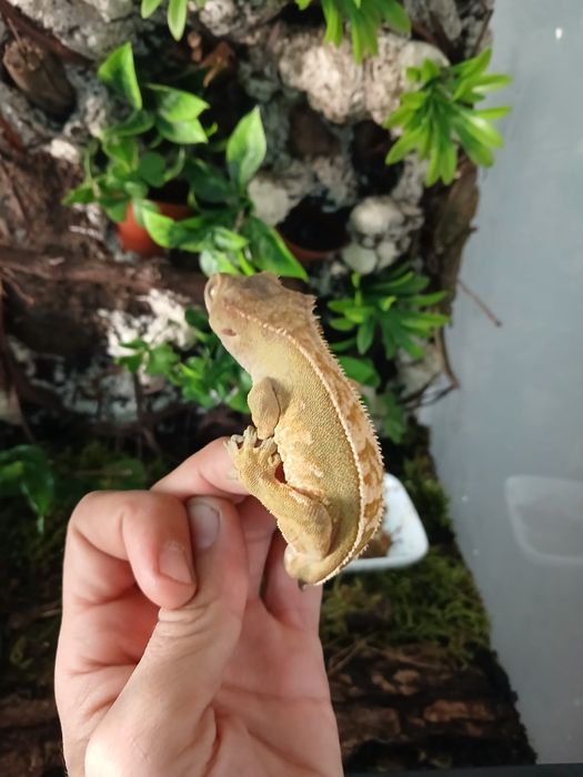 Creted gecko  mascul
