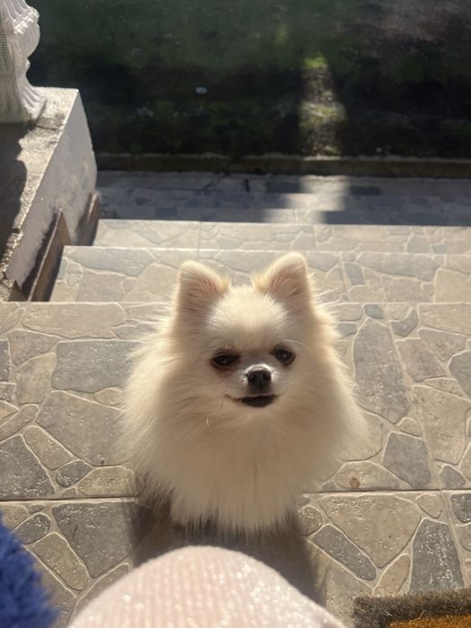 Femela adult mini Pomeranian FCI