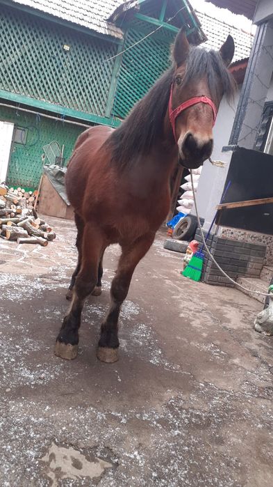 Manz de 1 an și 8 luni