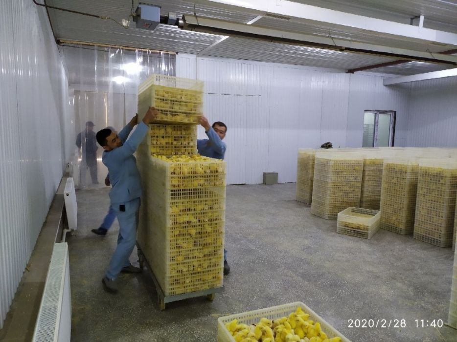 Бройлеры Ross 308 / Cobb 500 — суточные цыплята