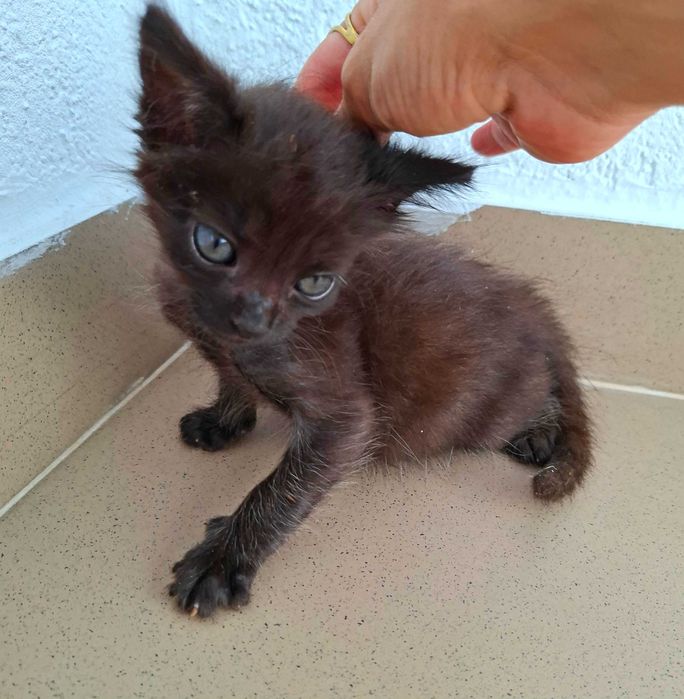 Adoptie pisica puibde pisica motanel Minisor