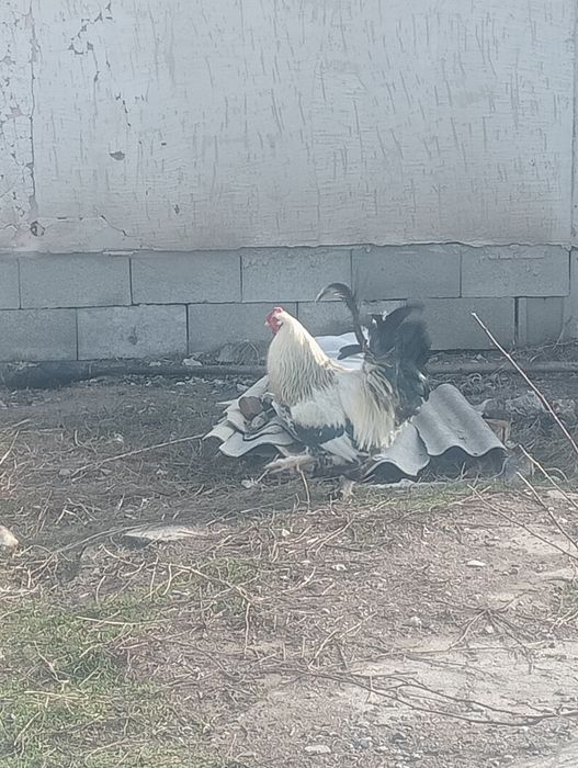 Петух хороший обмен на кур