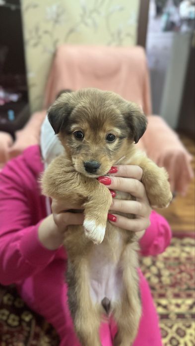 Ищем для этой малышки дом.