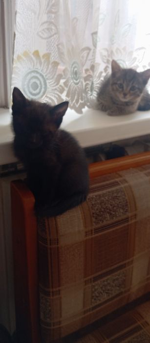 Котята . Бесплатно .