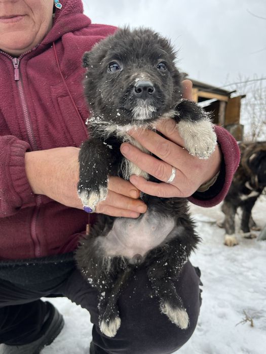 Щенки девочки отдам
