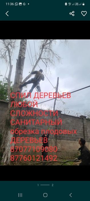 Спил деревьев обрезка плодовых деревьев