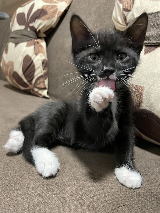 Котенца за подаряване