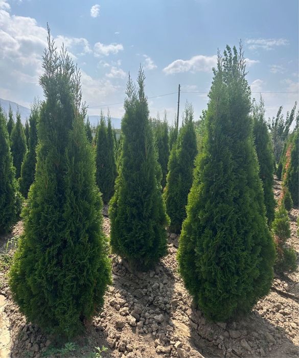 Көшет саженцы оптом