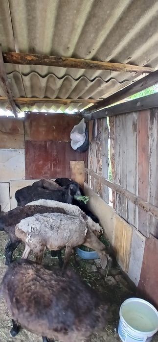 Продам баранов 7 голов